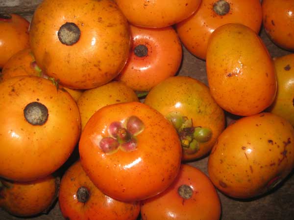 منگوستین تکمه ای - معرفی درختان میوه